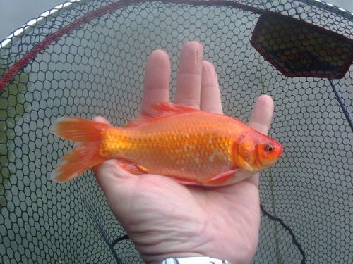 1 er poisson rouge que je prend depuis plusieurs années.