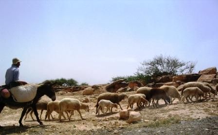 moutons - beni mellal