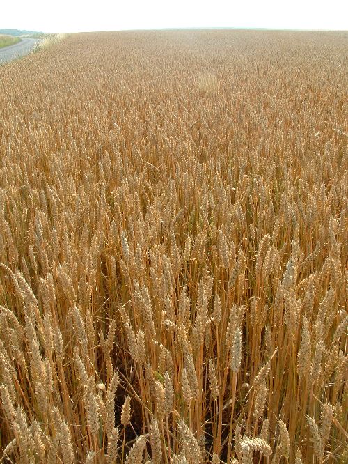 Marcher dans les blés lourds