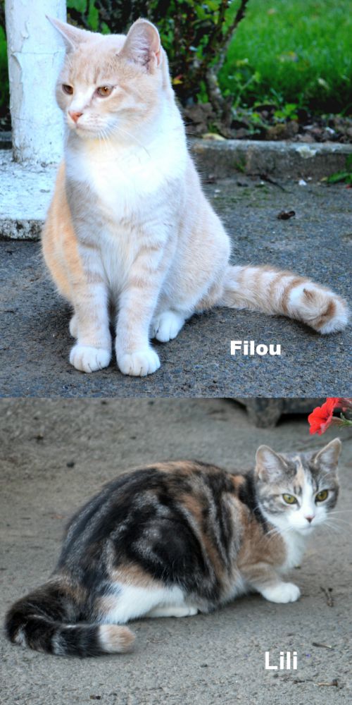 Filou, le beige est en haut et Lili, la tricolore , est en bas.
