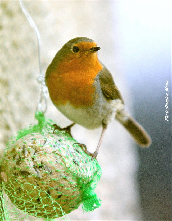 Durant l'hiver n'oublions pas nos petits amis les oiseaux, un peu de nourriture leur fera du bien.