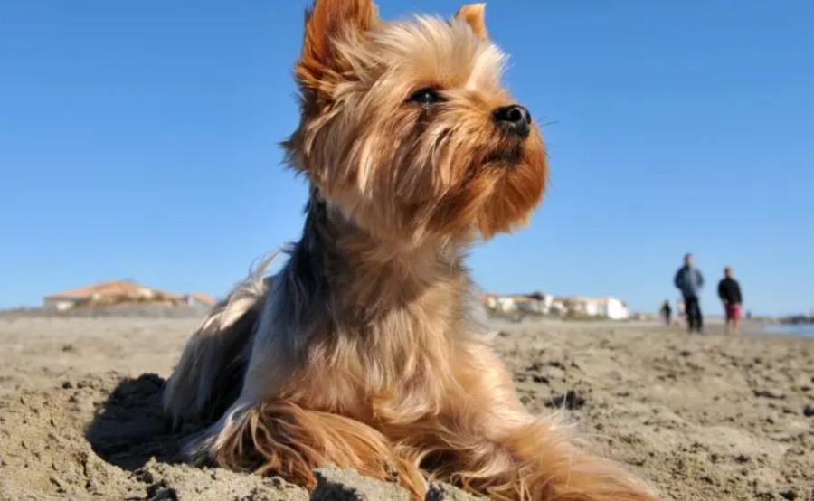 Qui a aperçu un Yorkshire terrier du côté d'Houthem ?