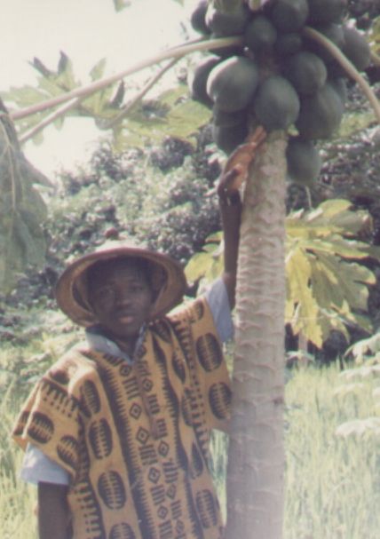 Dans un champ de papayers à Toussiana