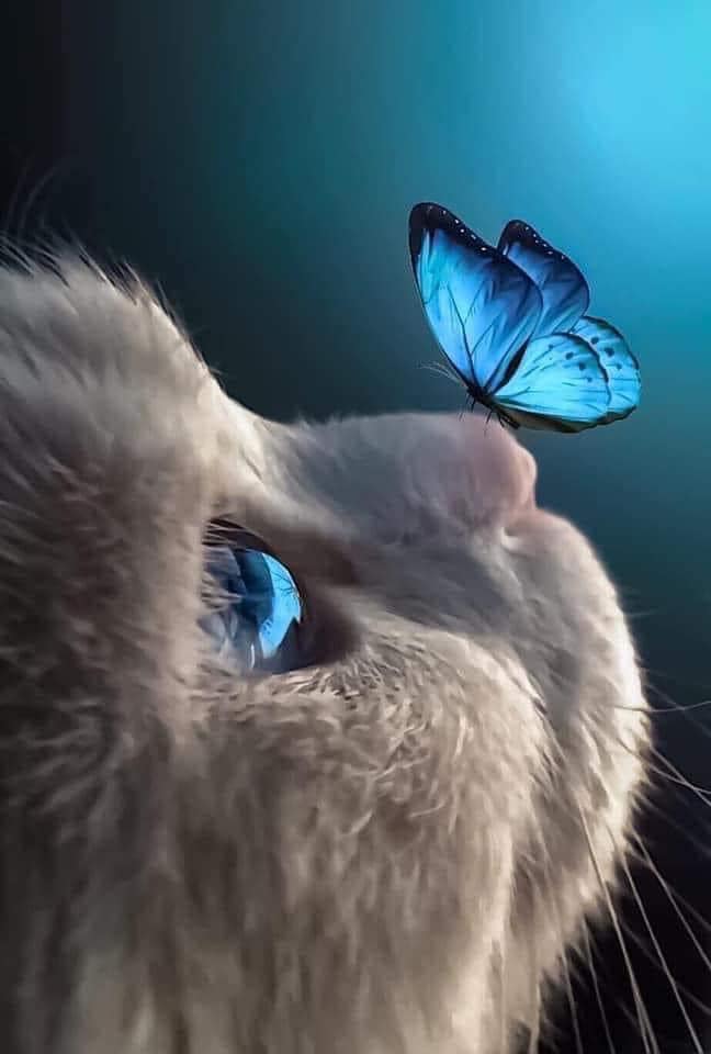 chaton papillon.jpg