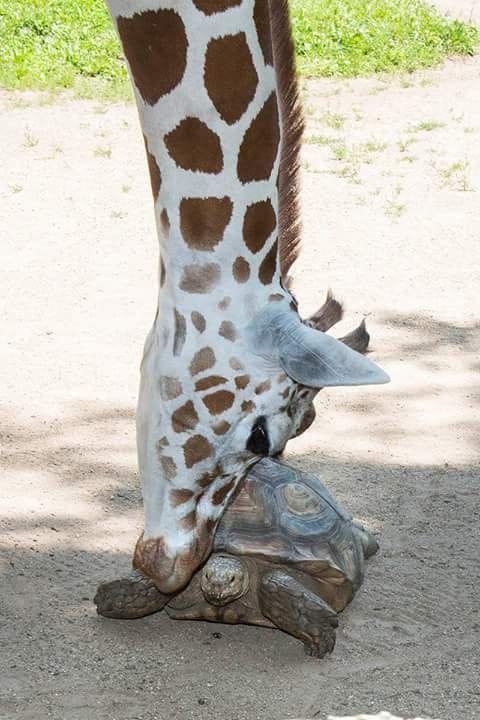 la girafe et la tortue.jpg