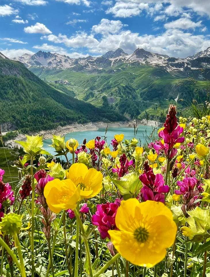 fleurs en montagne.jpg