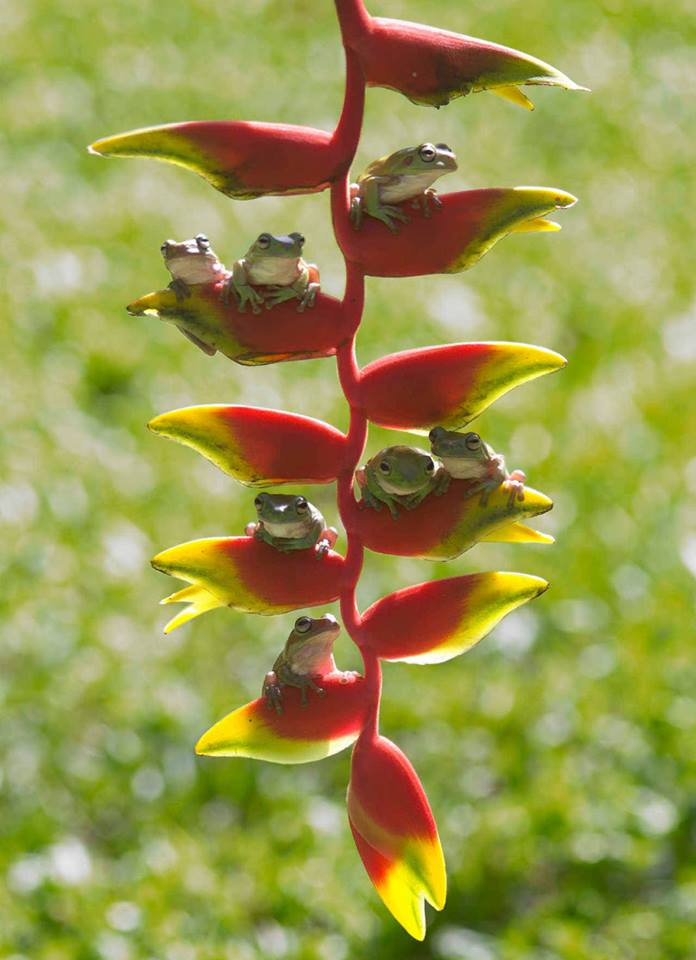 grenouilles oiseaux de paradis.jpg