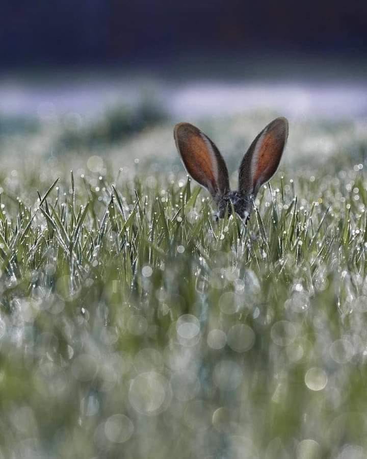 oreilles de lapin.jpg