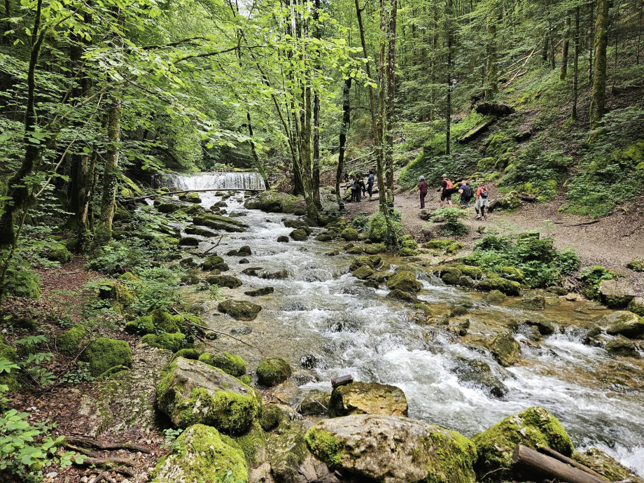 torrent en forêt.jpg