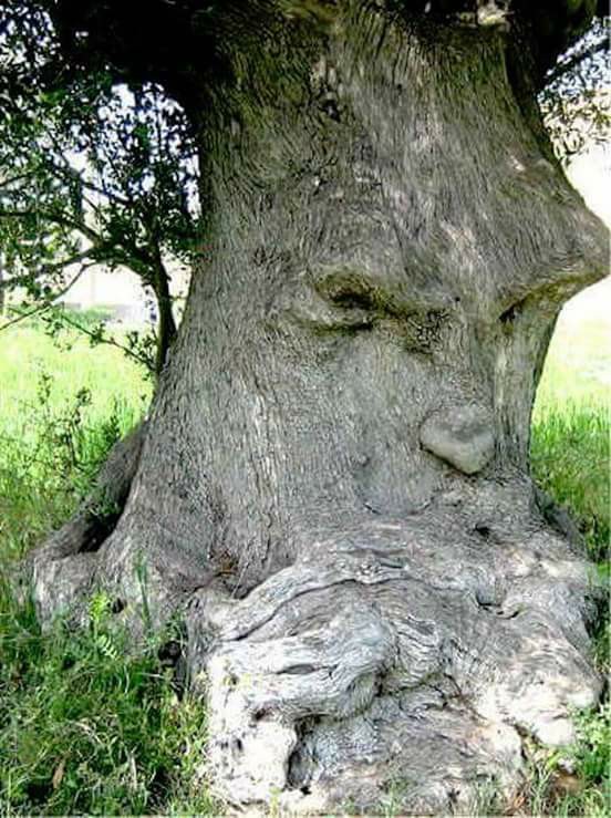 arbre penseur.jpg