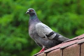 pigeon.jpg