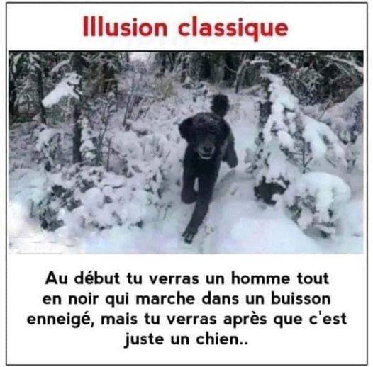 illusion chien ou humain.jpg