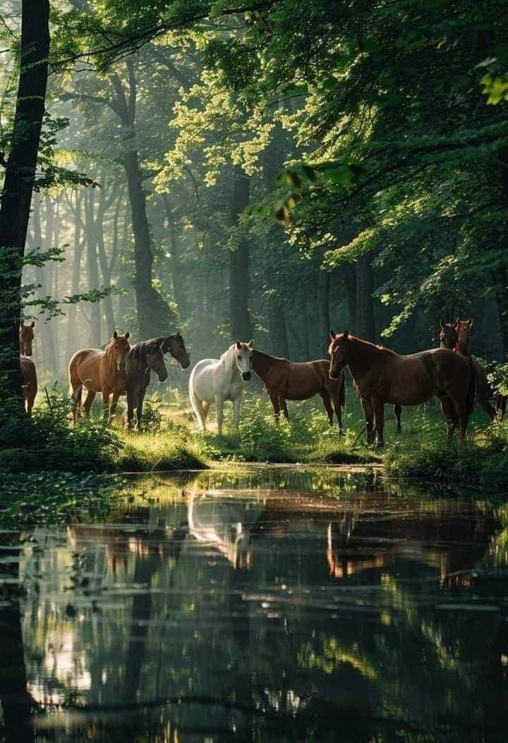 chevaux en sous bois.jpg