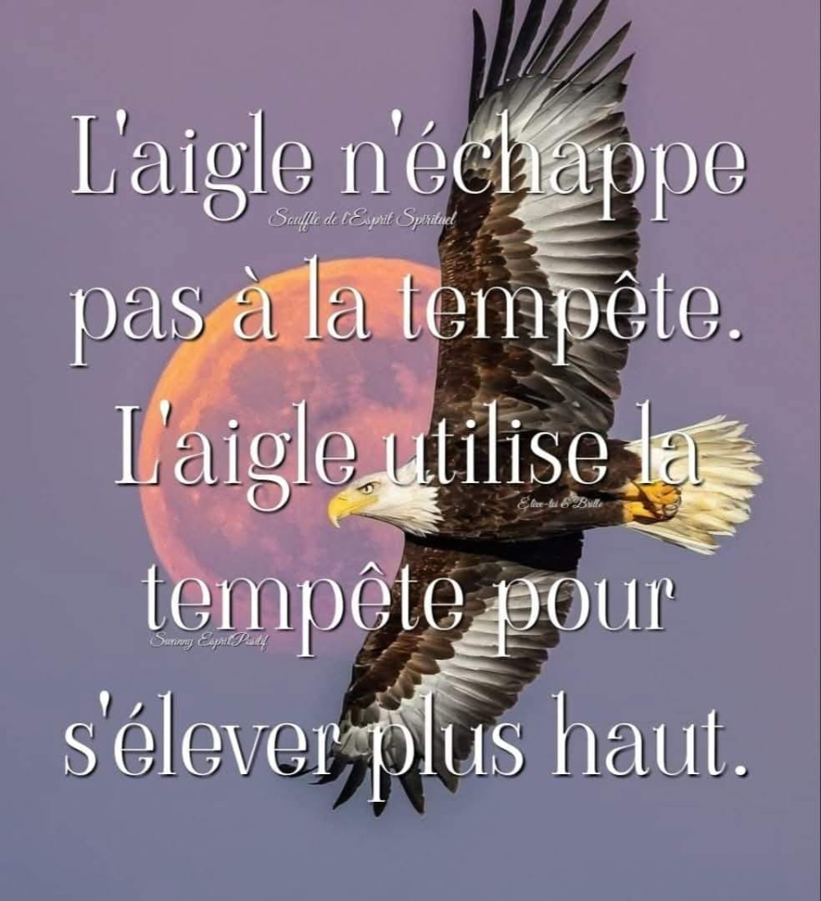 l'aigle s'élève.jpg