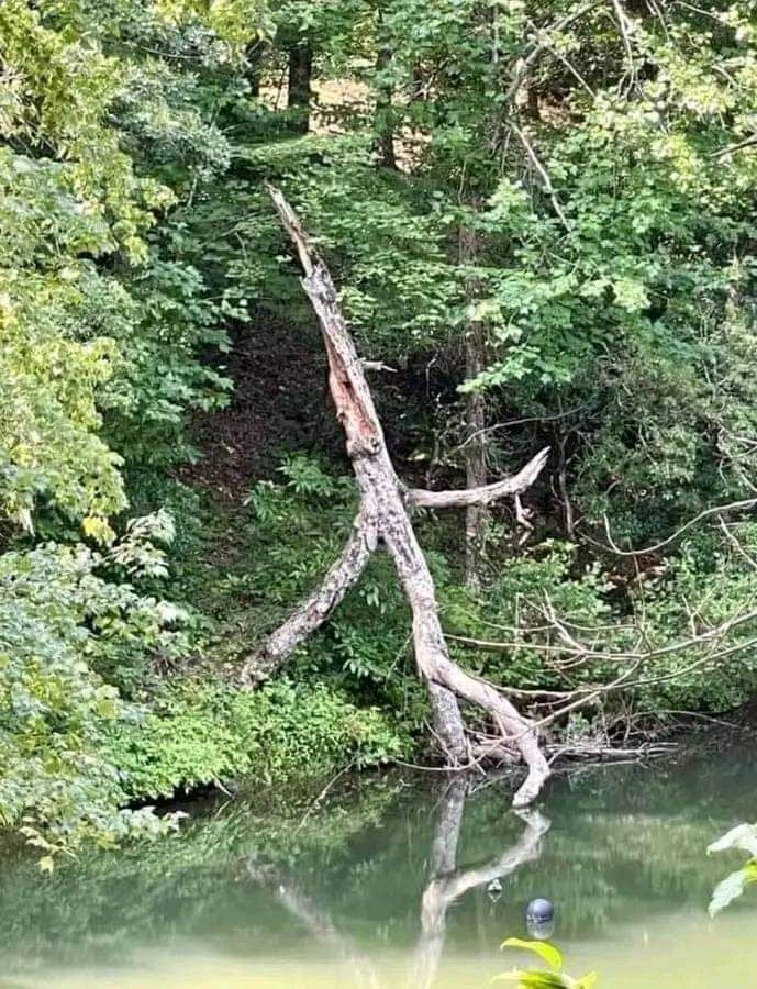 arbre qui la forêt.jpg