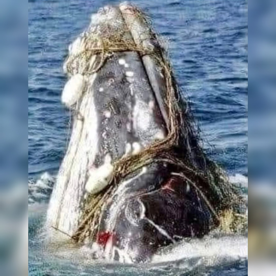 baleine en difficulté.jpg