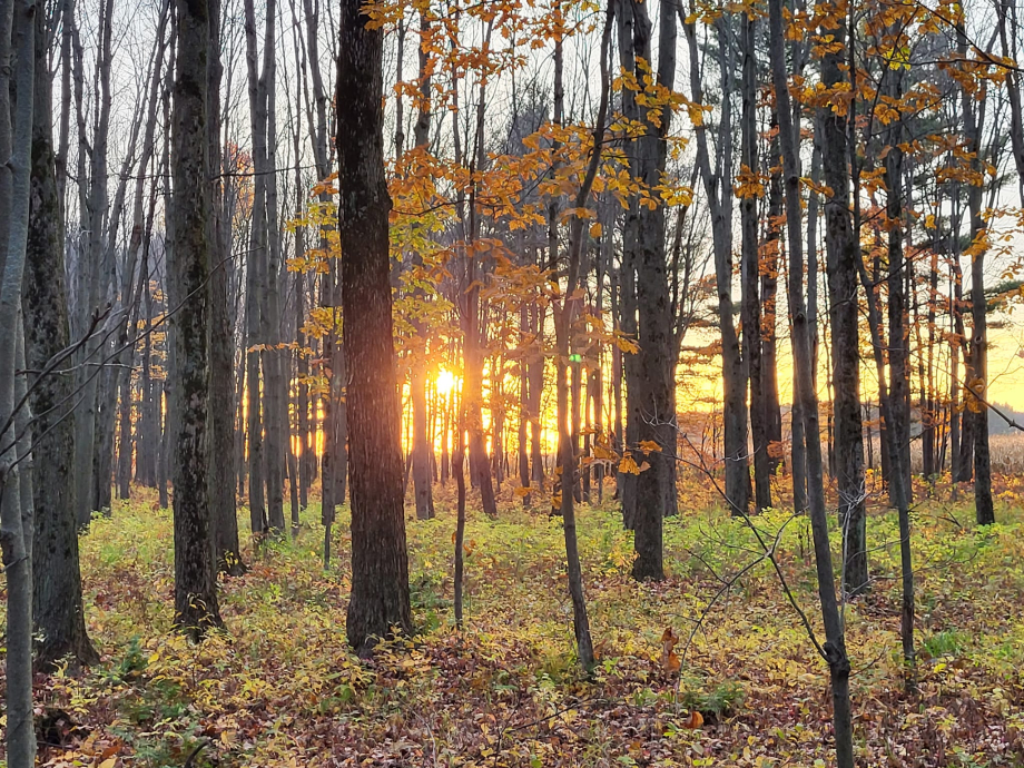 sous-bois et soleil.jpg