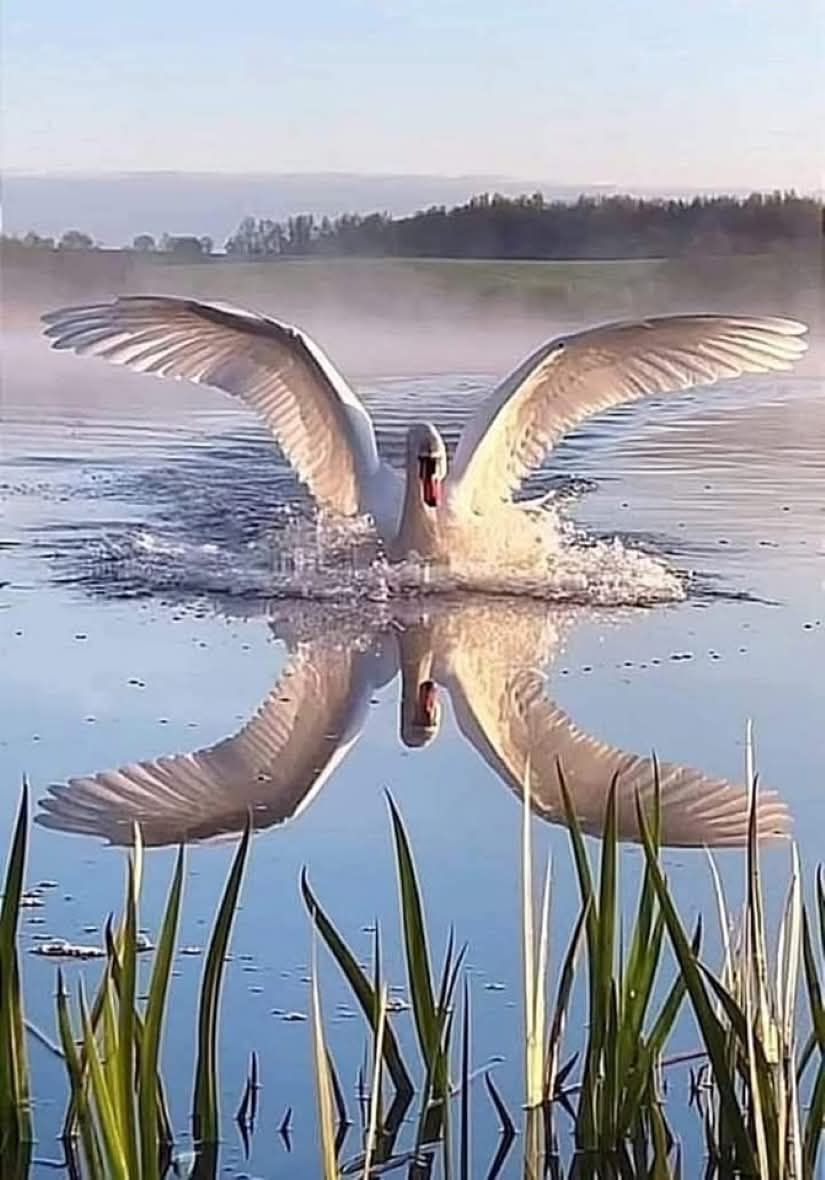 CYGNES REFLET.jpg