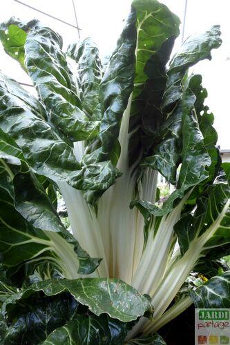 Blettes-au-jardin.jpg