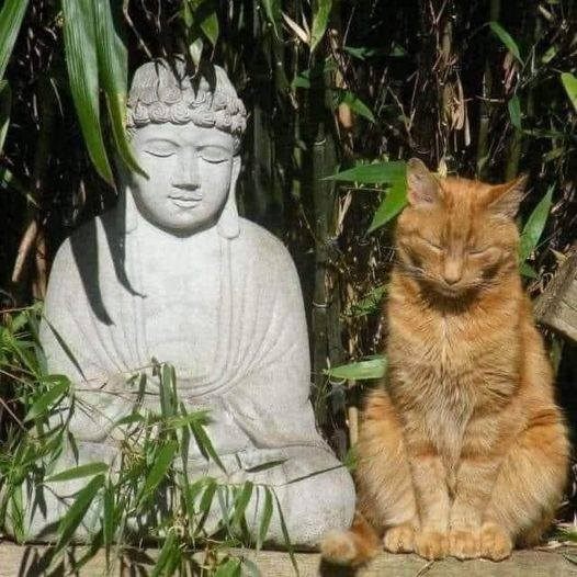 Bouddha Chat.jpg