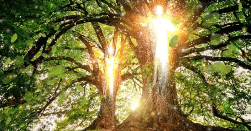 arbre-de-vie-bible.jpeg