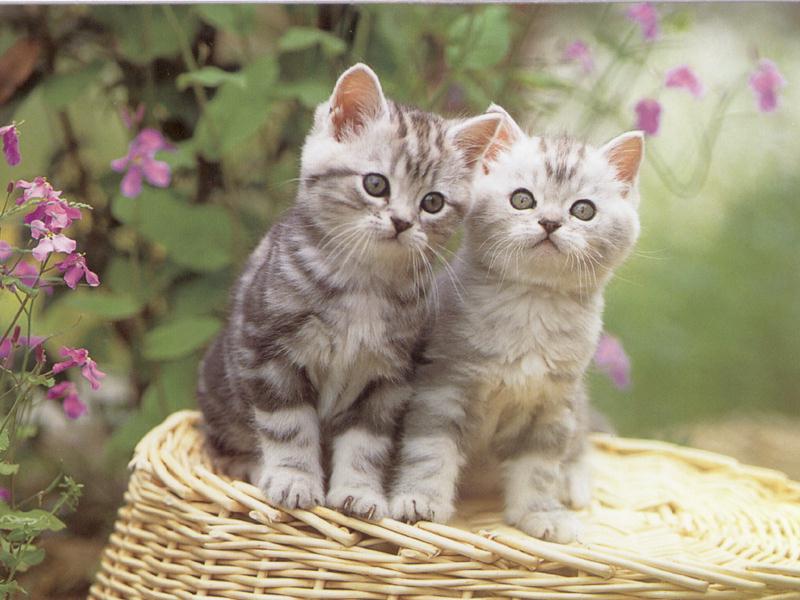 chatons mignon fleur jolie.jpg