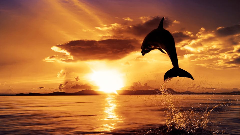 dauphin soleil.jpg