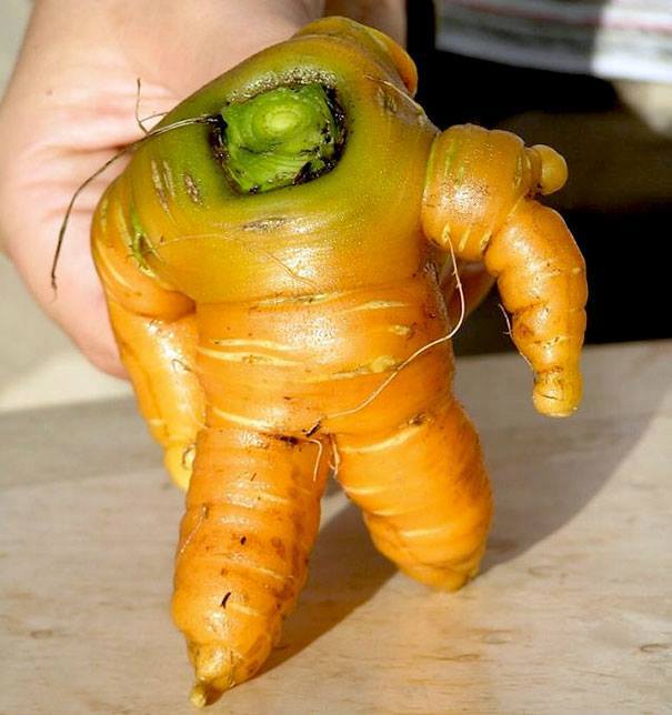 carotte bizarre.jpg