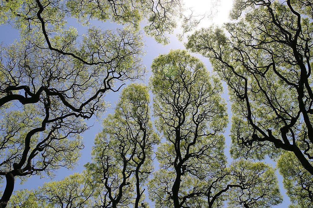 fente de timidité des arbres.jpg