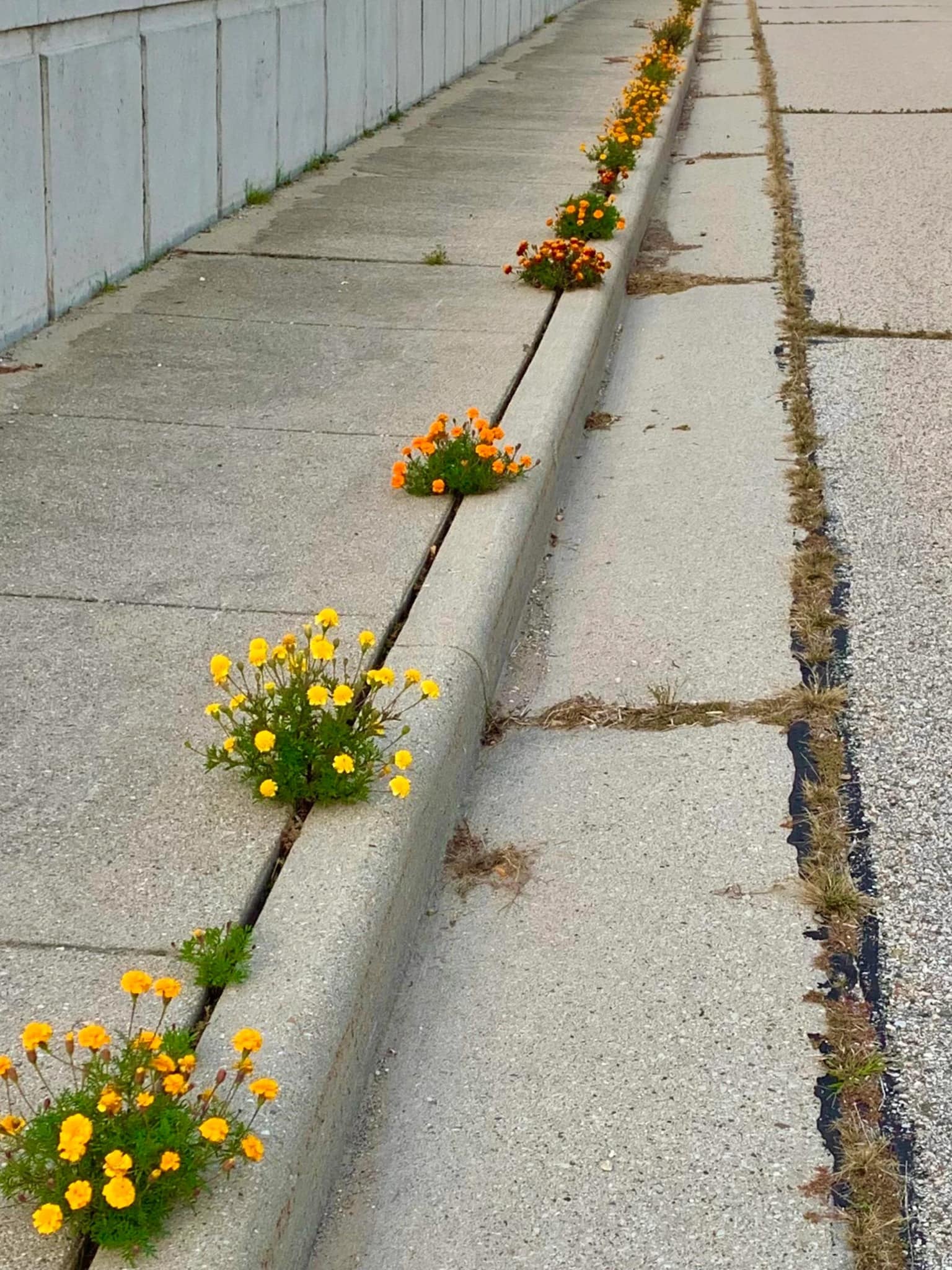 fleurs font le trottoir.jpg