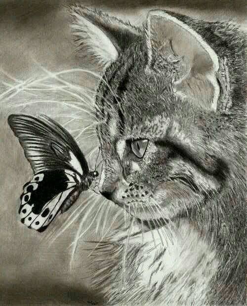 dessin chat papillon.jpg