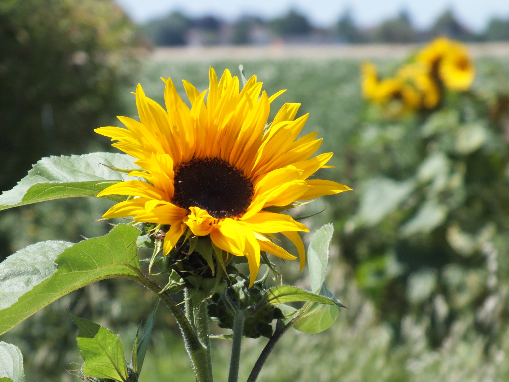 tournesol7.jpg