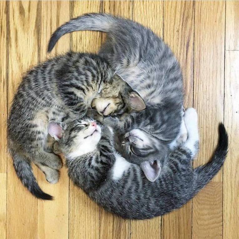 roue de chats.jpg
