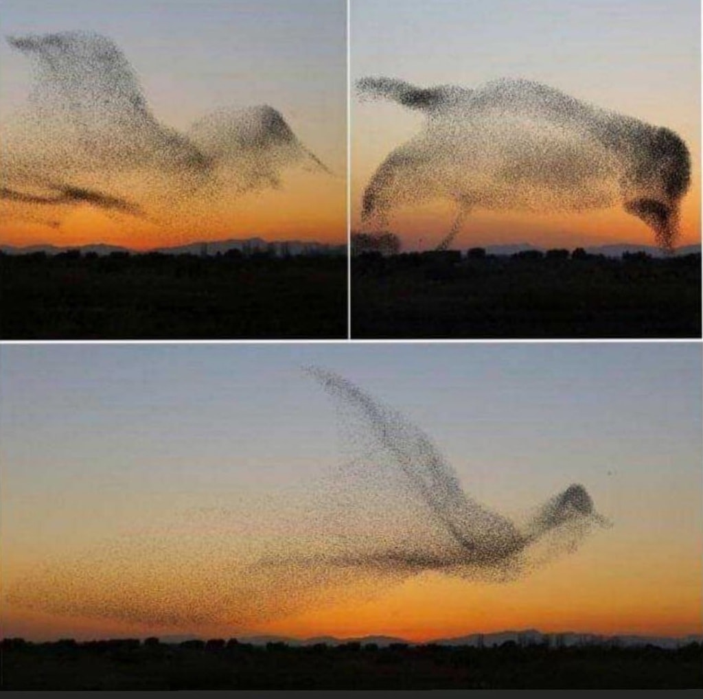 Un photographe Daniel Biber s'est targué d'avoir capturé un cliché qui laisse sans voix. Un moment parfait lors duquel il a assisté à la murmuration d'étourneaux qui a pris la forme d'un oiseau géant..jpg
