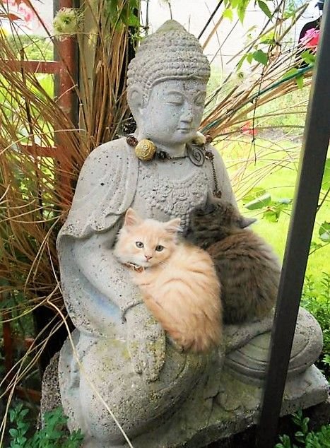 bouddha 2 chats.jpg