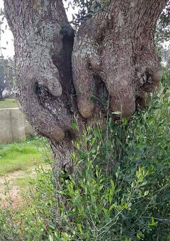 arbre bizarre.jpg