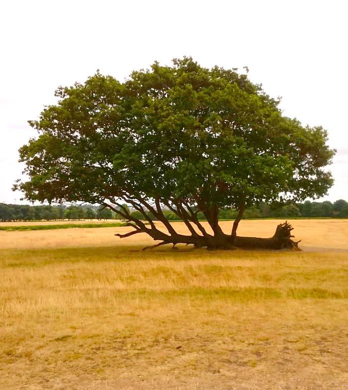 arbre persérévance.jpg