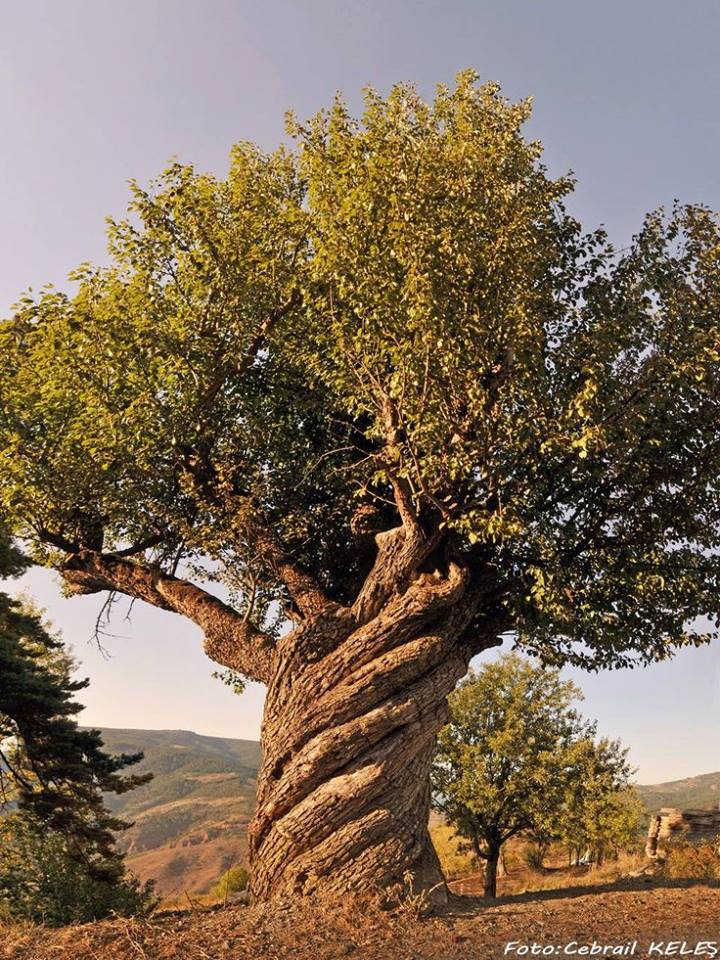 arbre turquie.jpg