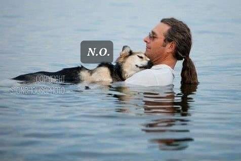 chien dans l'eau.jpg