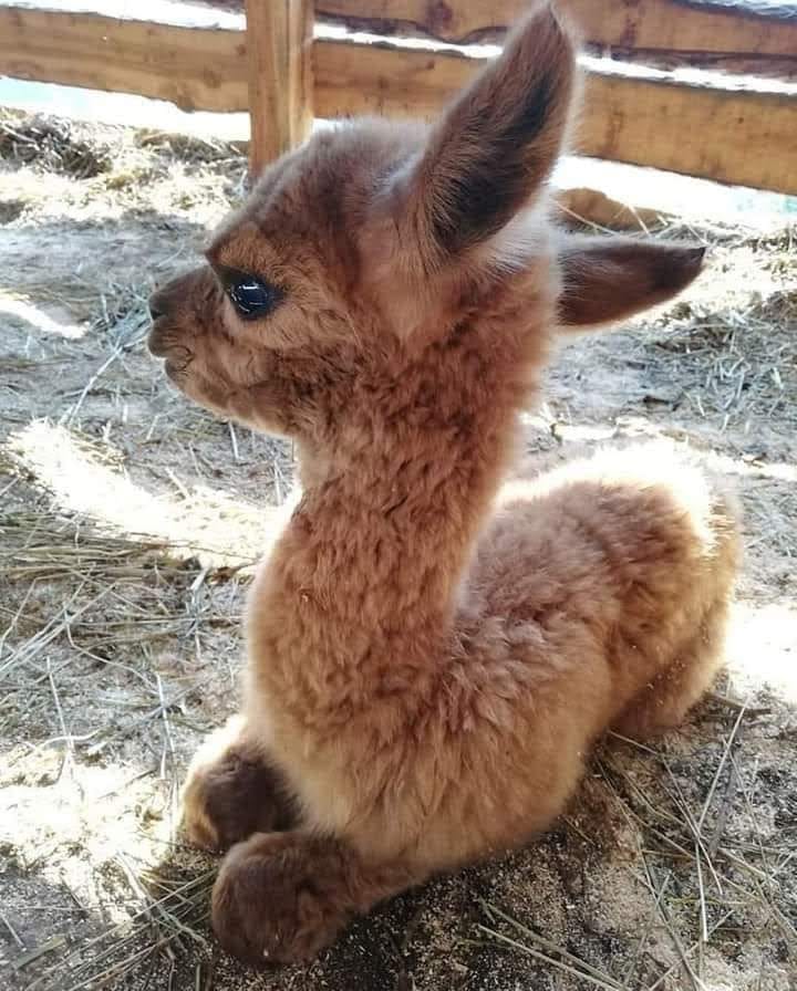 baby lama.jpg