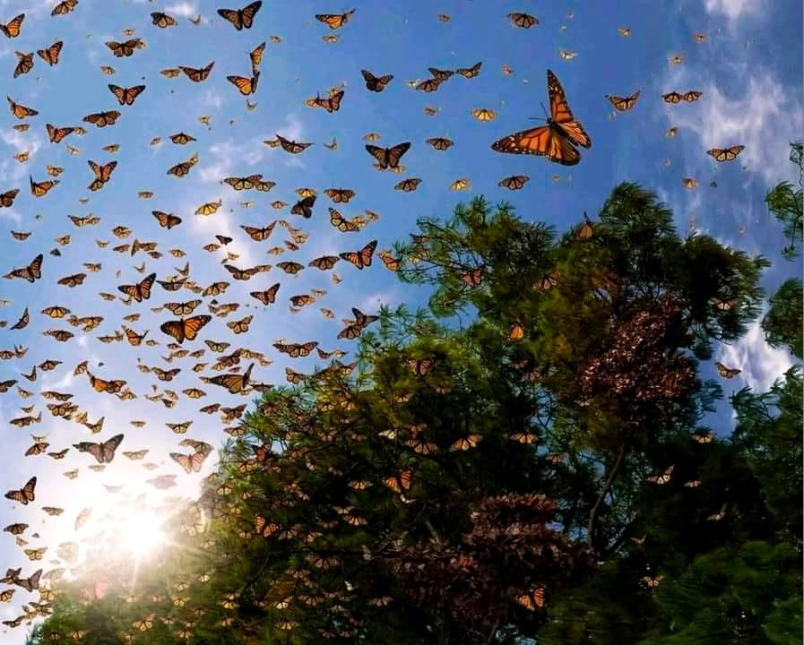 multitude de papillons