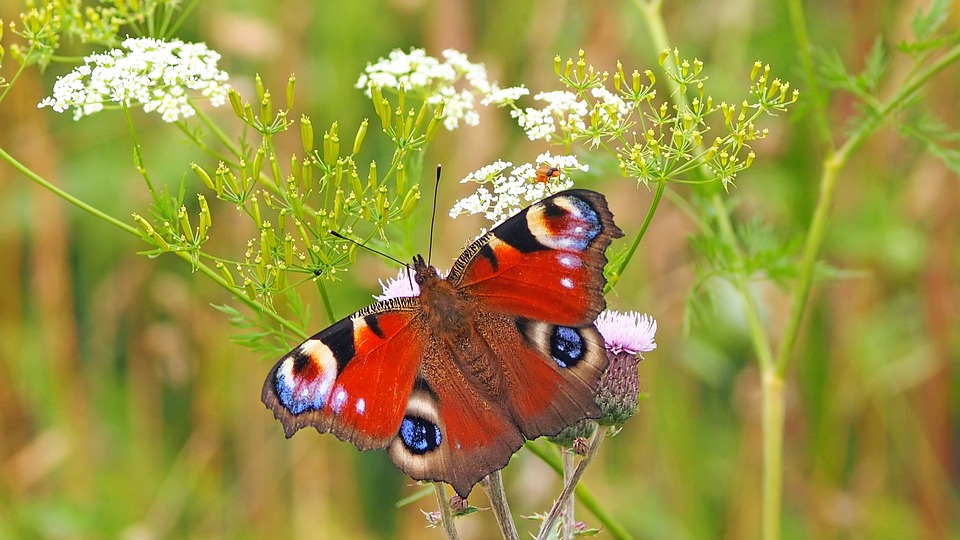 papillons et nature