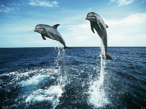 Les dauphins : une des splendeurs de la création...