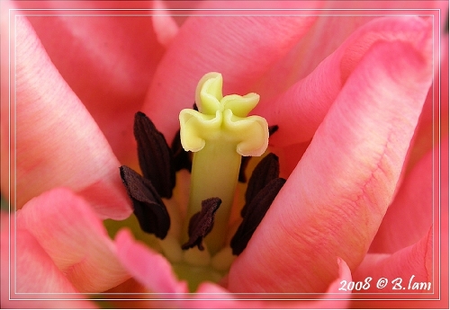 Coeur de Tulipe