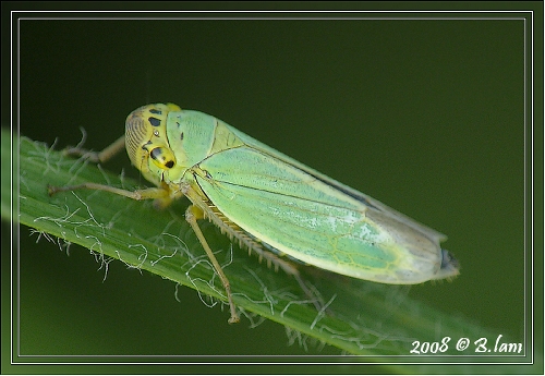 La Cicadelle Verte Adulte