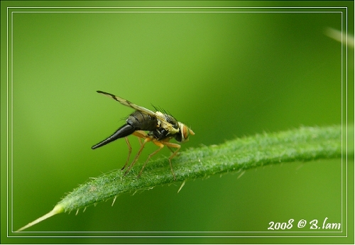 Urophora Terebrans