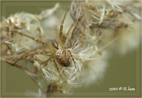 La Première Araignée 2010