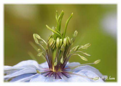 Coeur de Damas (Nigelle)