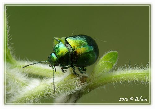 La Chrysomèle de la Menthe