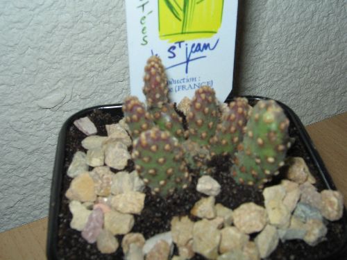 OPUNTIA MICRODASYS    var.RUFIDA     f.MINIMA